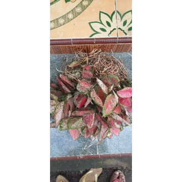 promo Aglonema DUD ANJAMANI (Full merah)