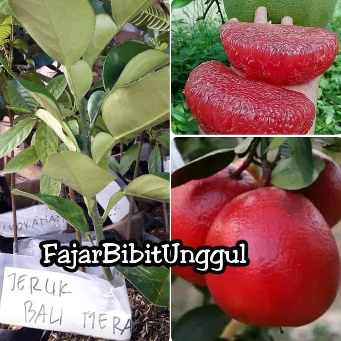 Bibit Jeruk Pamelo Merah/Red Pamelo