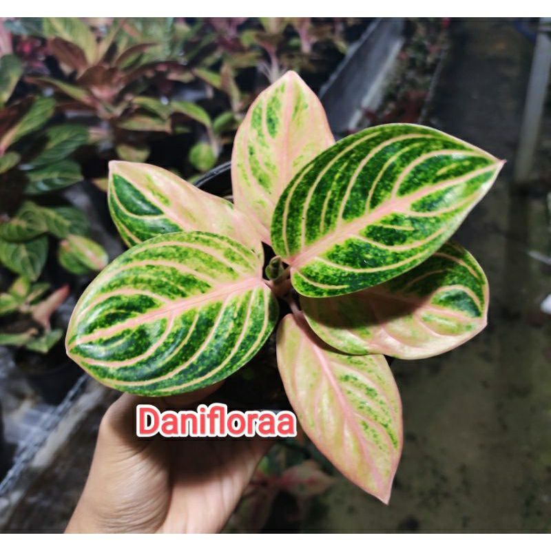 Aglonema Anakan Rinjani Golden