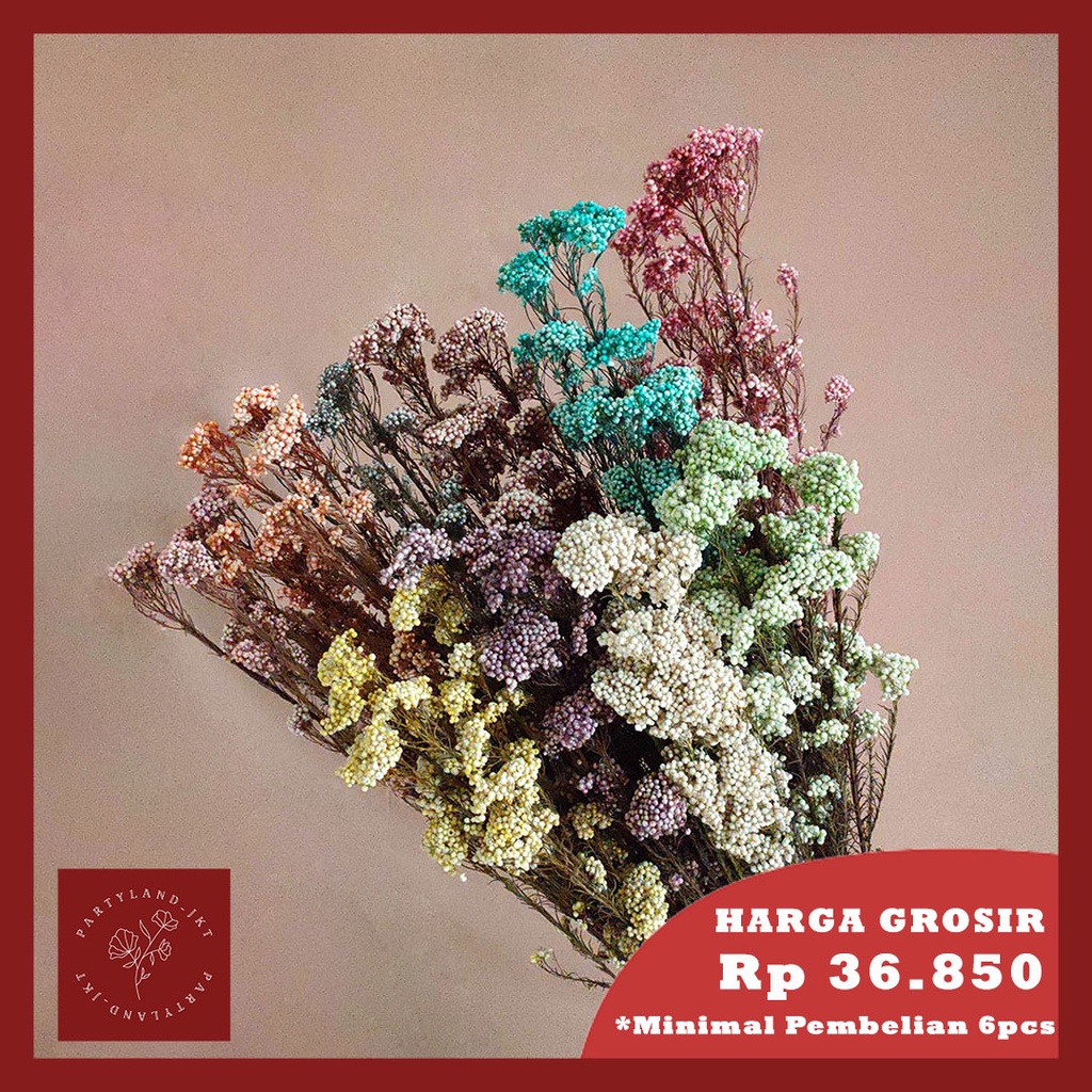 Preserved Rice Flower Bunga Asli Import Dekorasi Buket Hiasan Pajangan