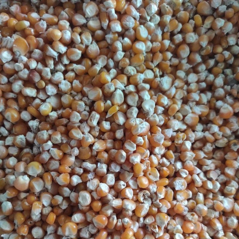 Jagung UTUH/ pakan ayam, burung dara