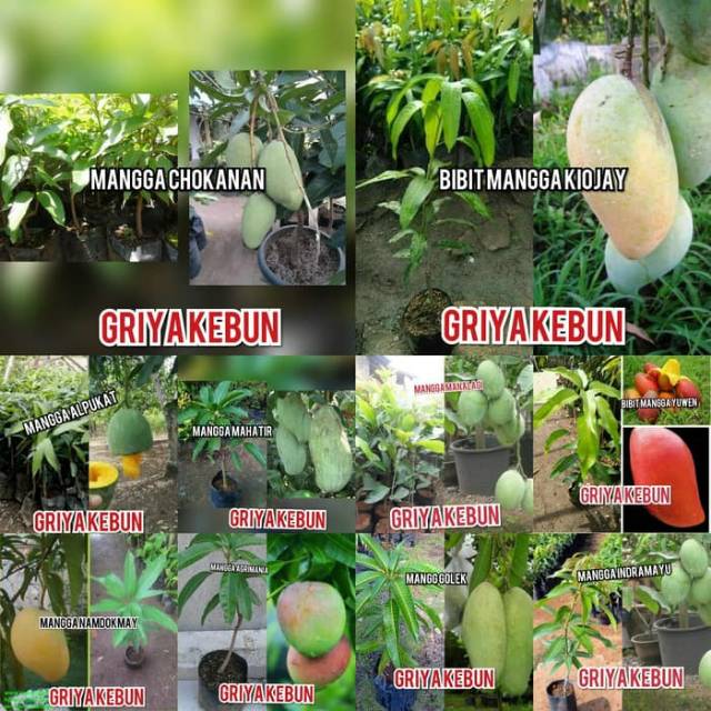 Paket bibit buah mangga 5 pohon