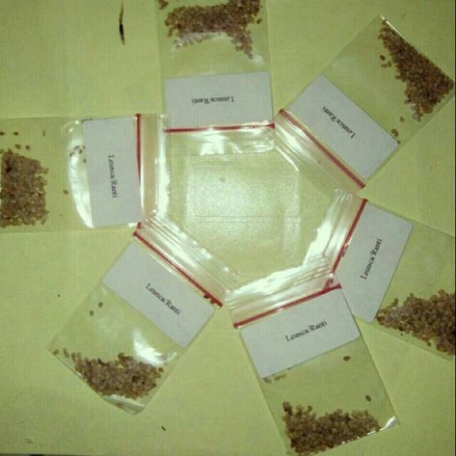 Biji Bibit Benih Tanaman Ranti Leunca 100 biji Seribu Rupiah Eceran murah-1