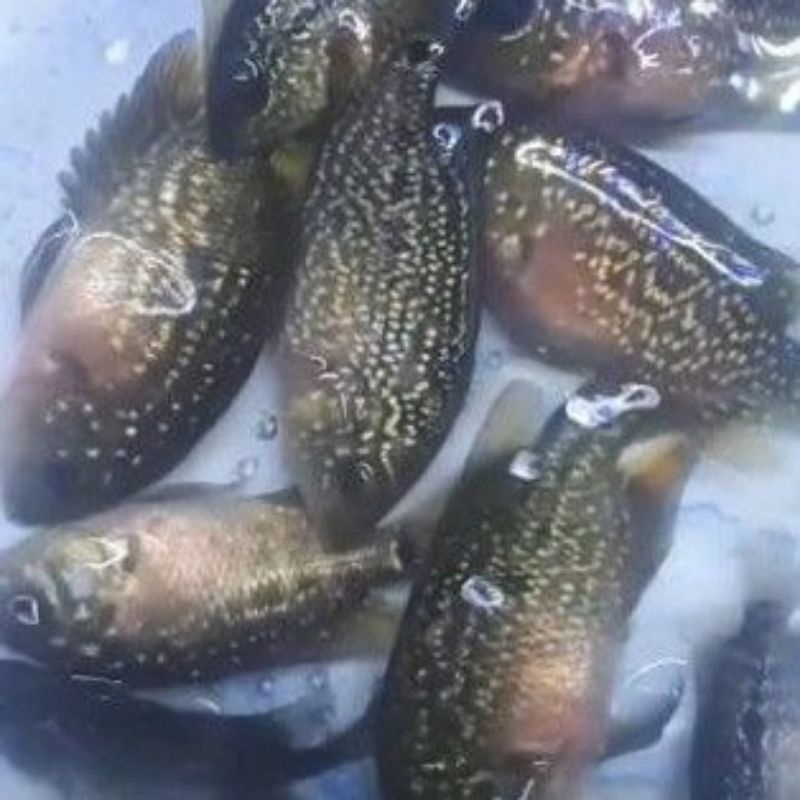 (COD) Ikan louhan/lohan burayak KAMFA F3 Ori 4-6cm BELI 3 GRATIS 1 / 6 GRATIS 2