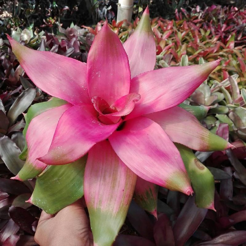 Bromelia Neo Debby Pink / Bromelia Pink Deby