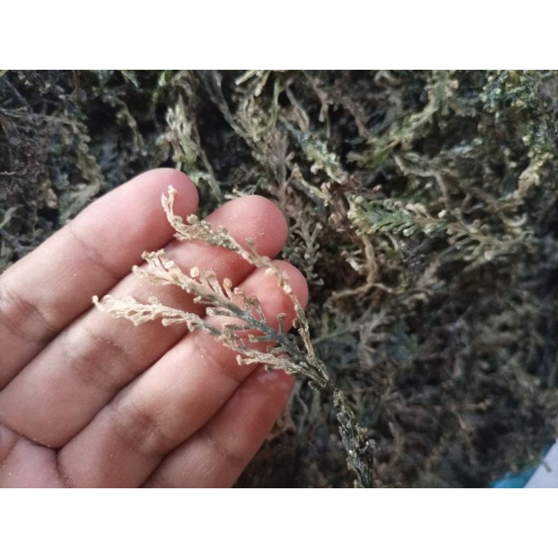 Latoh Kering / Anggur laut kering /Lawi-lawi Kering / Green Caviar kering / Bulung boni Kering