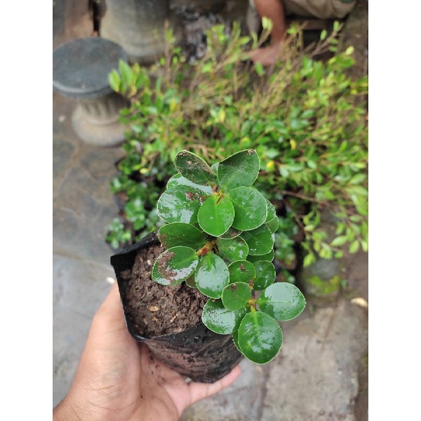 BIBIT DOLAR MANGKOK MIKRO