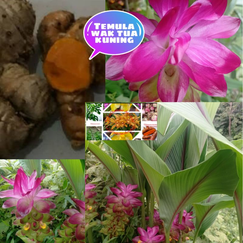 

Temulawak/koneng gede 1kg