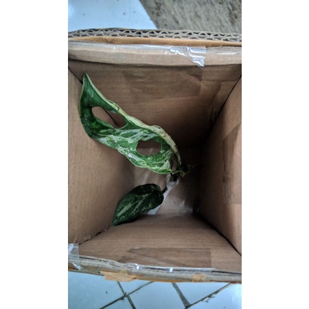 tanaman hias monstera adansoni variegata mint