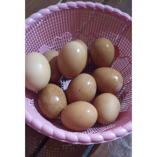 

Telur Ayam Fertil & Organik