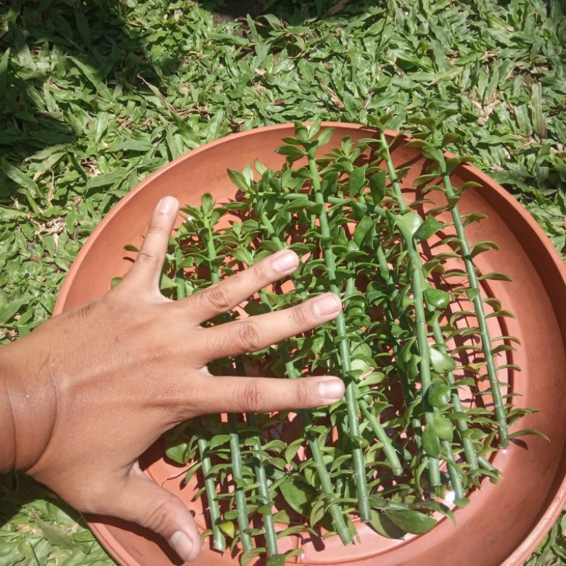 Kaktus Pereskiopsis spathulata bahan rootstock grafting