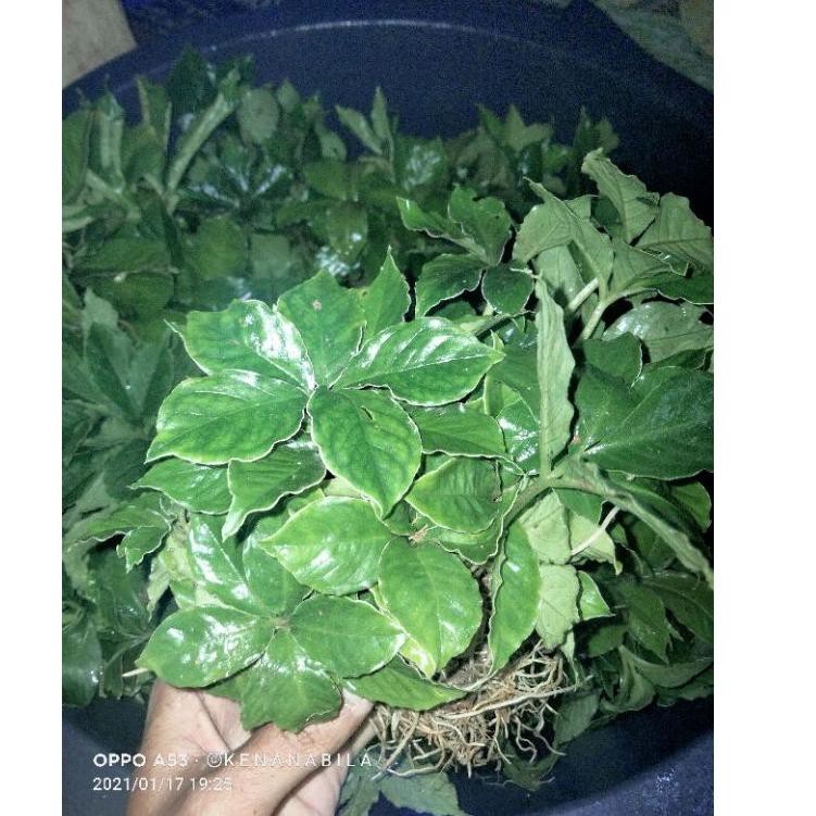 《diskonlagi》 Bibit Porang Cabutan Umbi dan Katak kiloan