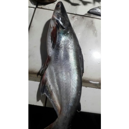 

ikan patin segar 500grm