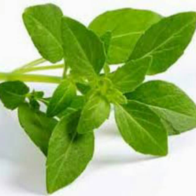 

Jual Kemangi perikat