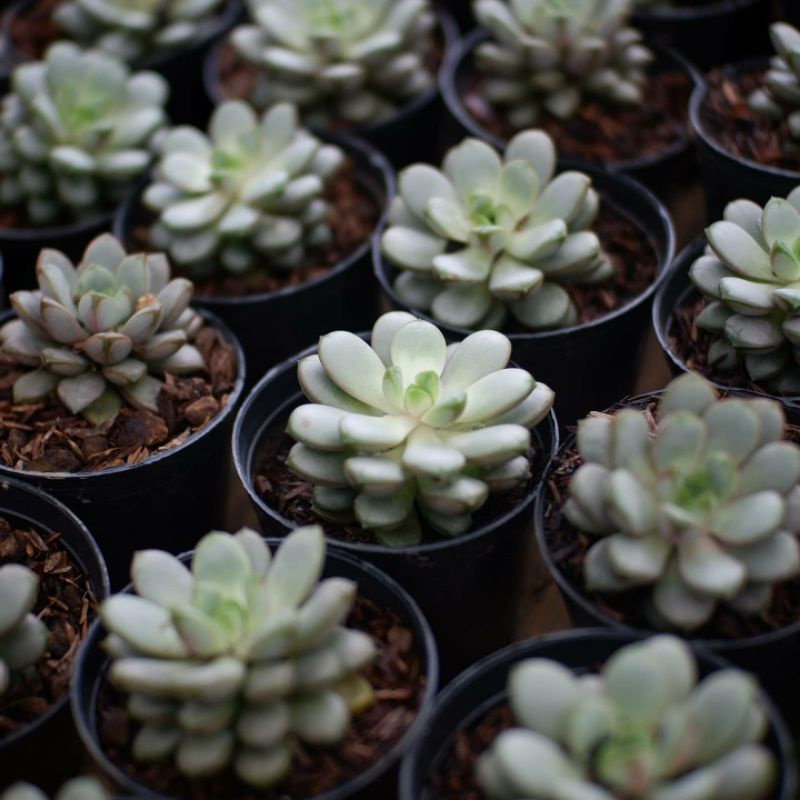 Sukulen Graptopetalum Ametorum