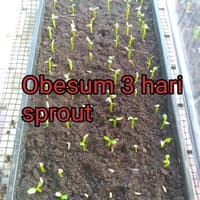 Benih Bibit Biji - Bunga Adenium Obesum Mix (Single & Double Petal) Flower Seeds - IMPORT THAILAND-3