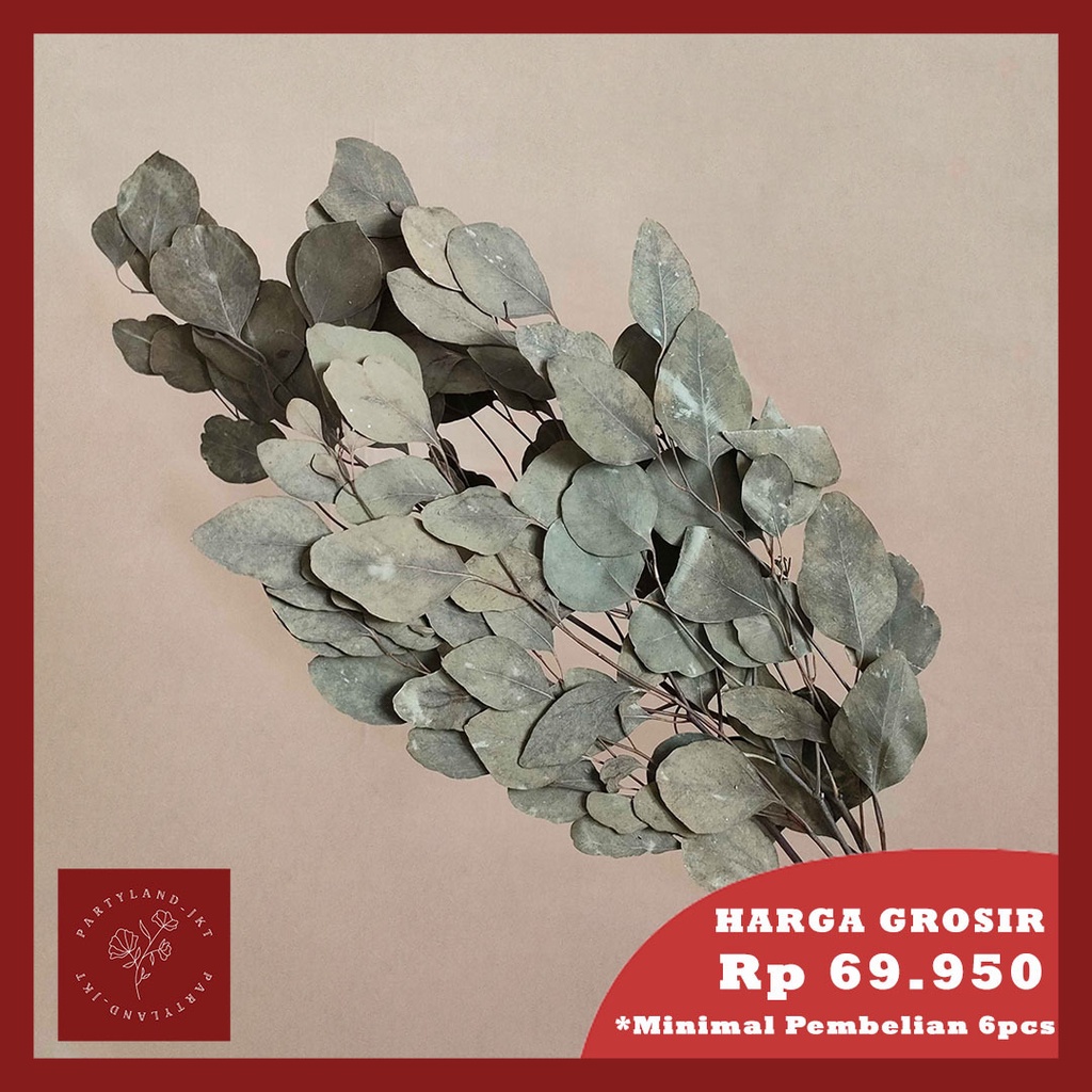 Dried Circle Eucalyptus Leaf Daun Kering Hijau Asli Import Dekorasi Rumah Hiasan Pajangan