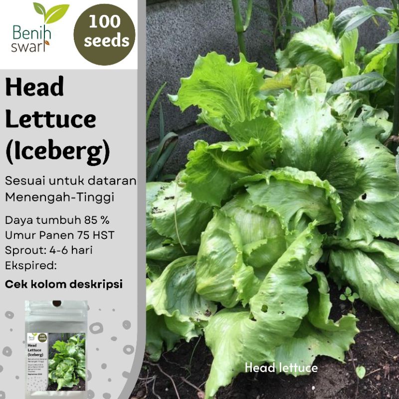 Benih Swari: (isi 100 butir) Benih Head Lettuce (Iceberg Lettuce)