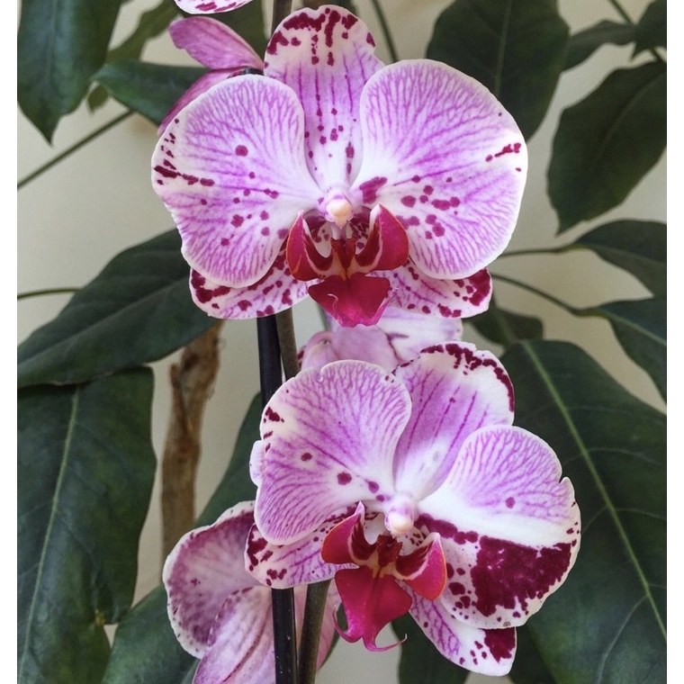 Seedling anggrek dendrobium mixy / Bunga Anggrek hidup/ Tanaman Hias Hidup /Bunga Hias Asli/ Bunga g