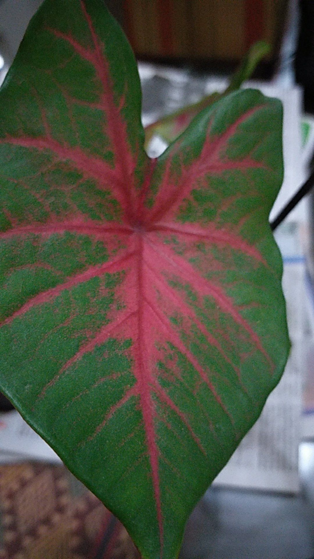 Keladi Urat Merah / Keladi Fanny Munson/ Keladi Brandy Wine