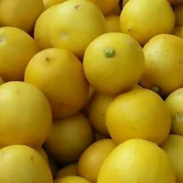 

Jeruk lemon lokal