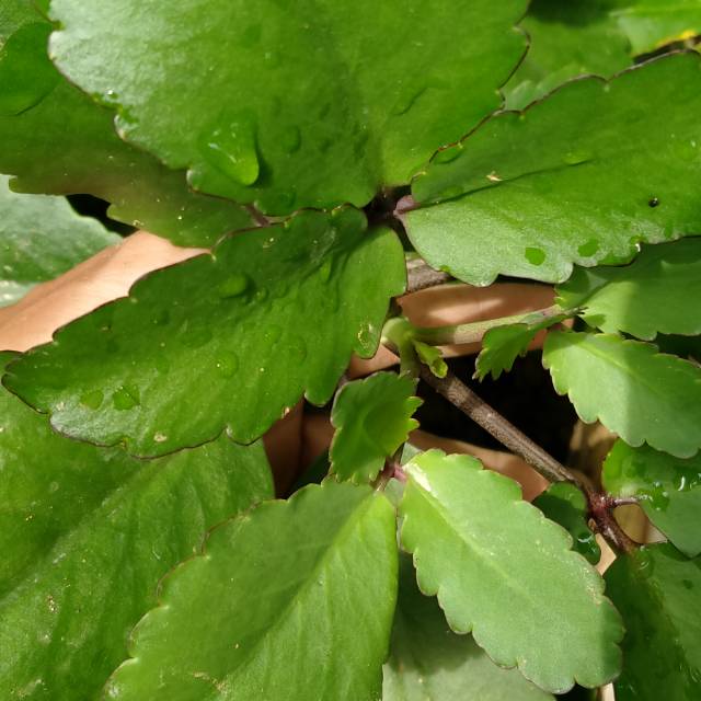 

Jual daun sosor bebek segar