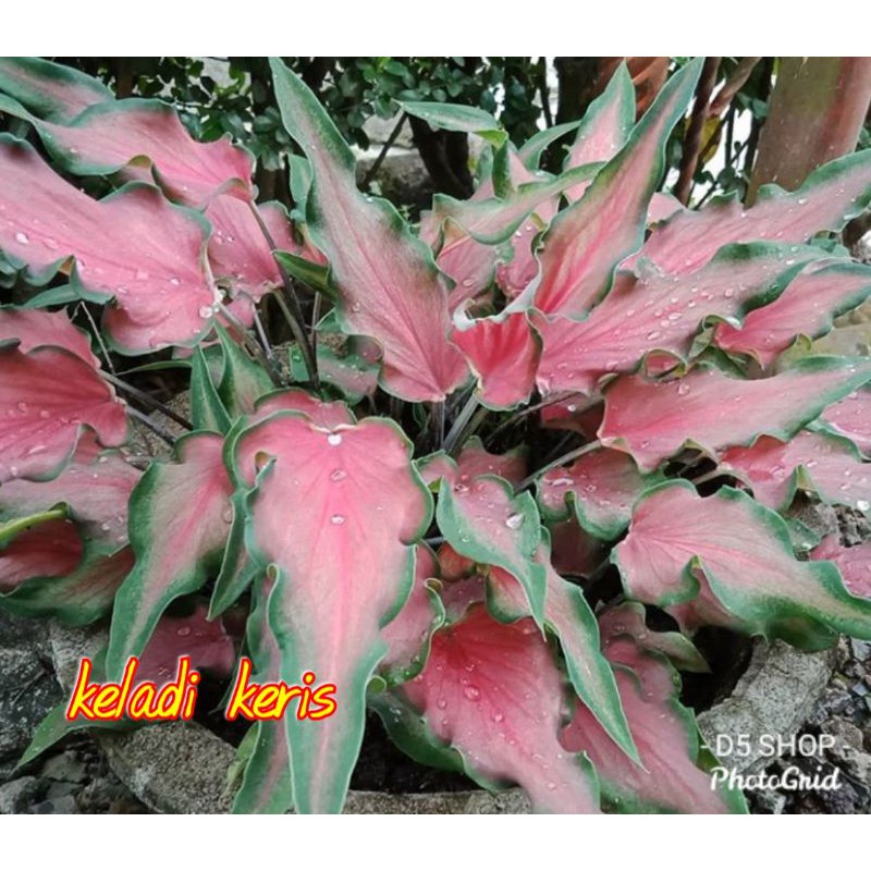 keladi keris/keladi red ruffles/pusat tanaman hias keladi