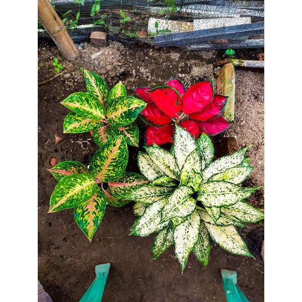 peket aglonema Twingkel 2, snowwhite rumpun,suksom size induk