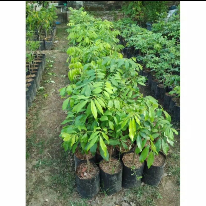 Bibit kelengkeng new kristal super unggul