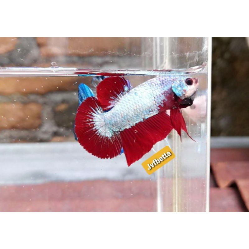 Ikan cupang koi dragon cooper A1