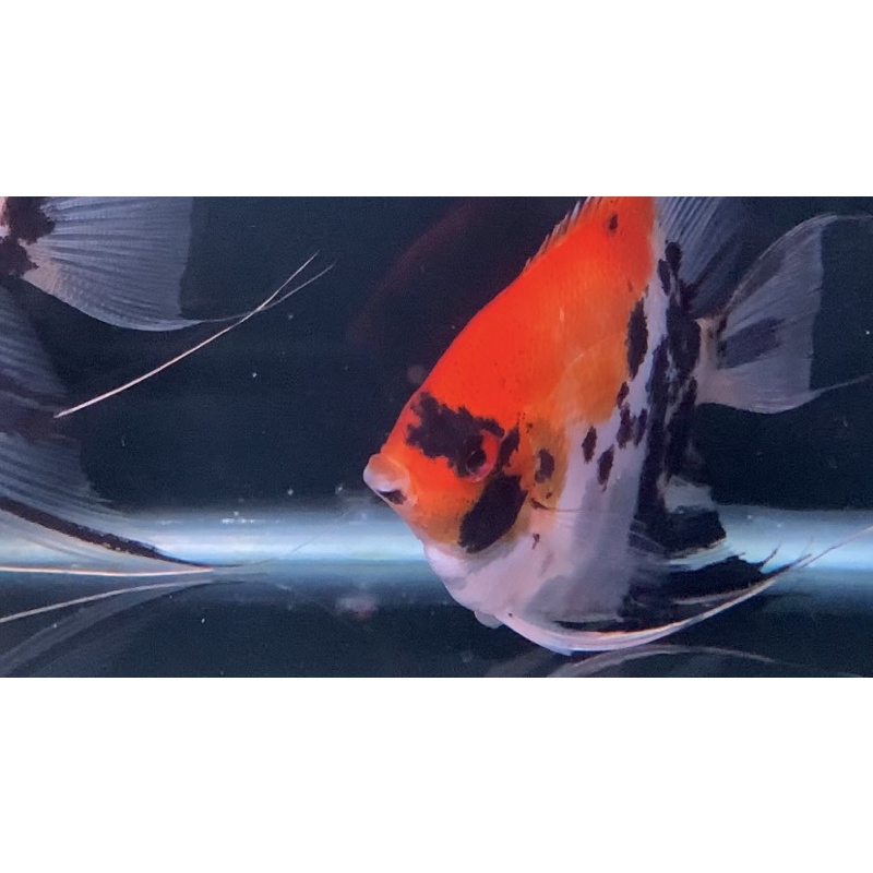 Indukan RED DEVIL Manfish / Angelfish Proven Pair (sudah pernah bertelur)