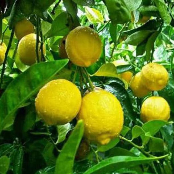 S4Le Tanaman Jeruk Lemon Jumbo / Pohon Lemon Jumbo / Bibit Jeruk Lemon Jumbo