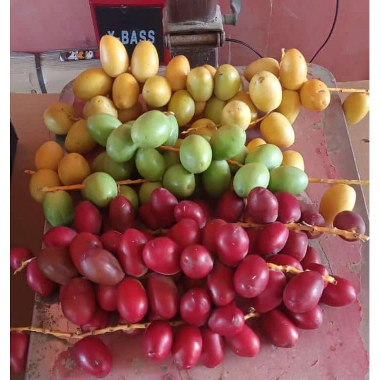 

Kurma Muda