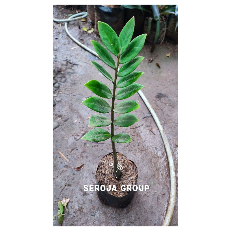 Tanaman Hias Indoor Zamia Culcas / Pohon Dolar Zamia