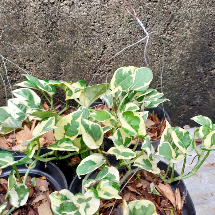 Tanaman Sirih Enjoy - Sirih Enjoy