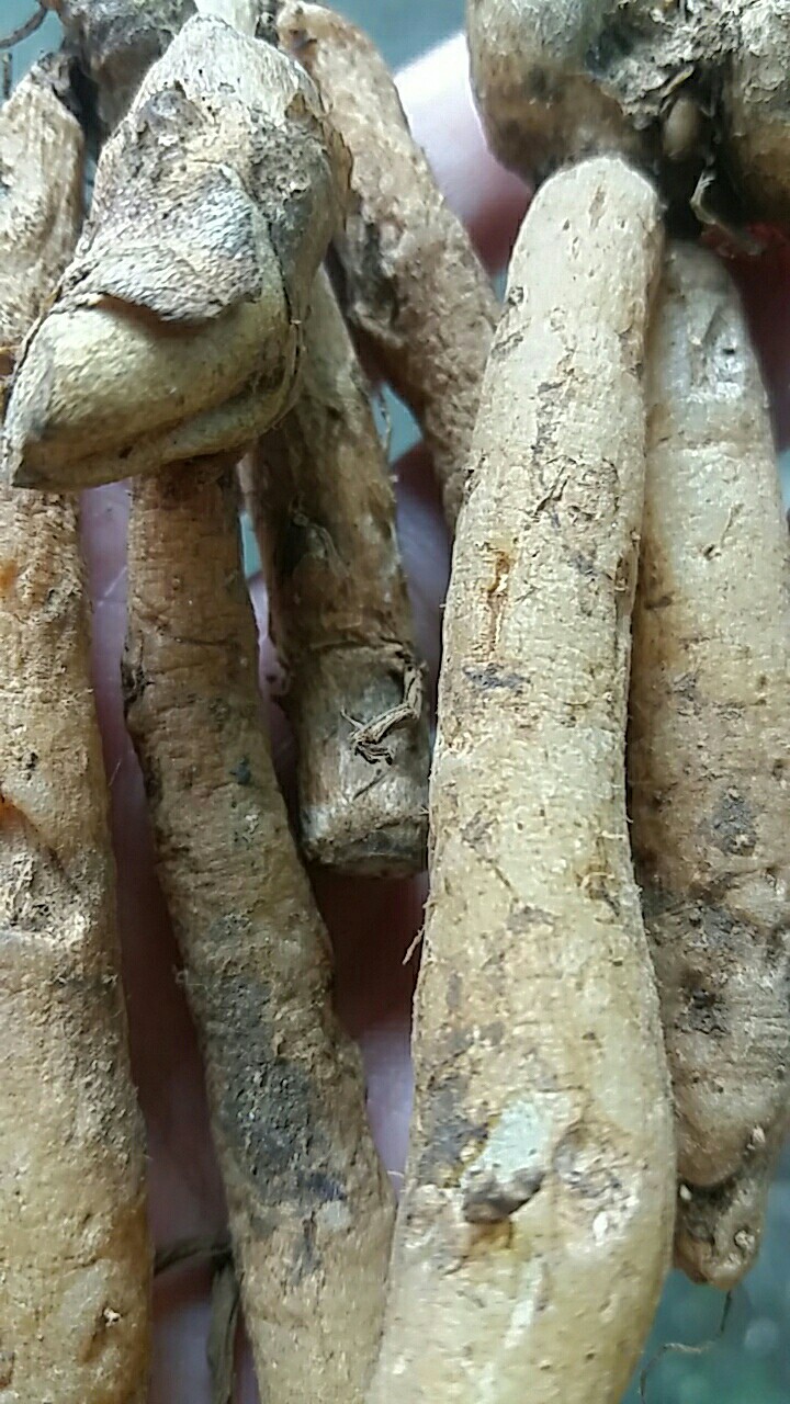 Temu Kunci Segar Basah