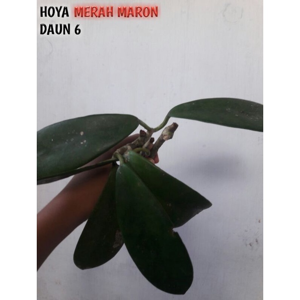 hoya bunga merah maron