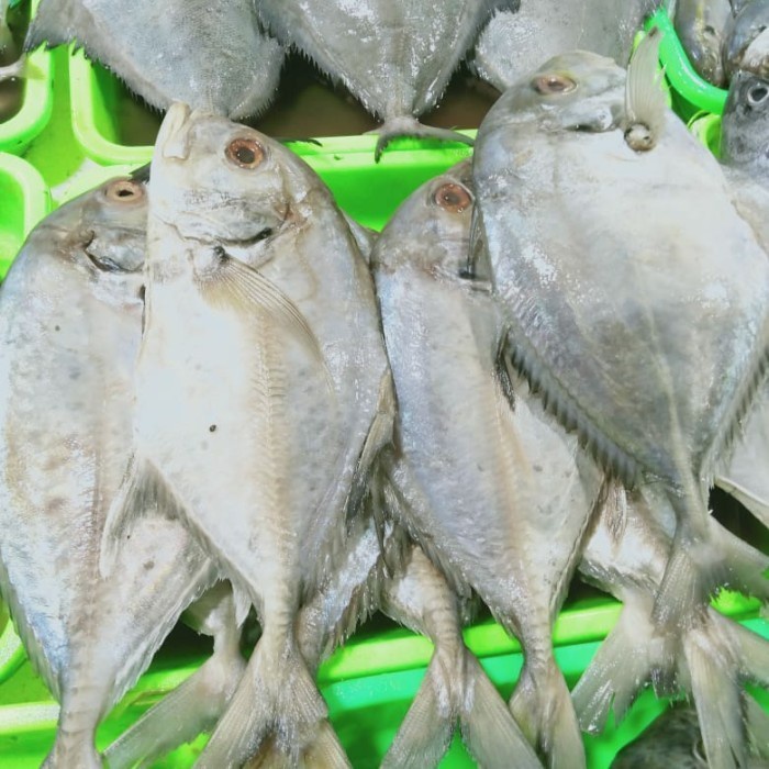 

Ikan kue 1kg (1000g)