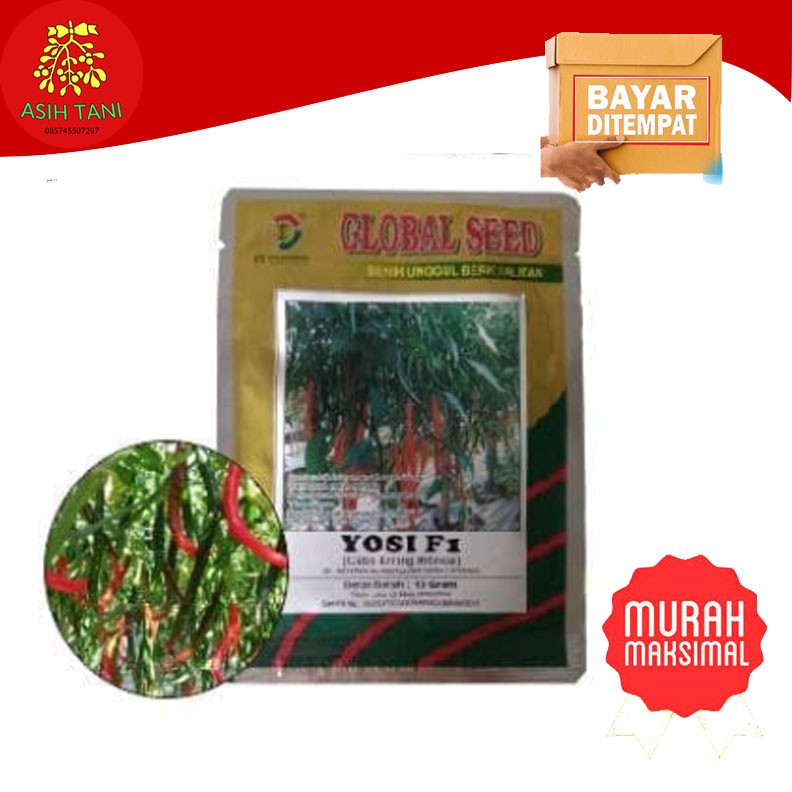 BENIH CABE KERITING YOSI F1