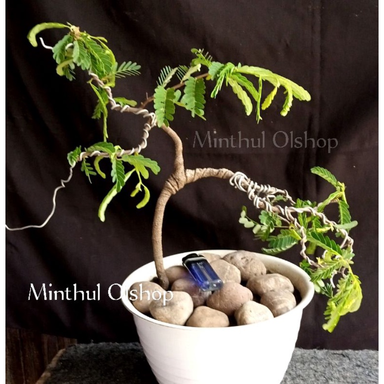 Bonsai asem jawa dari biji gerak dasar sudah dikawat sesuai foto