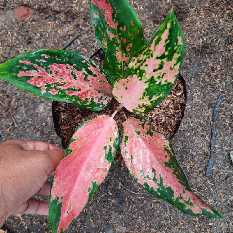 Aglonema Kochin camelon