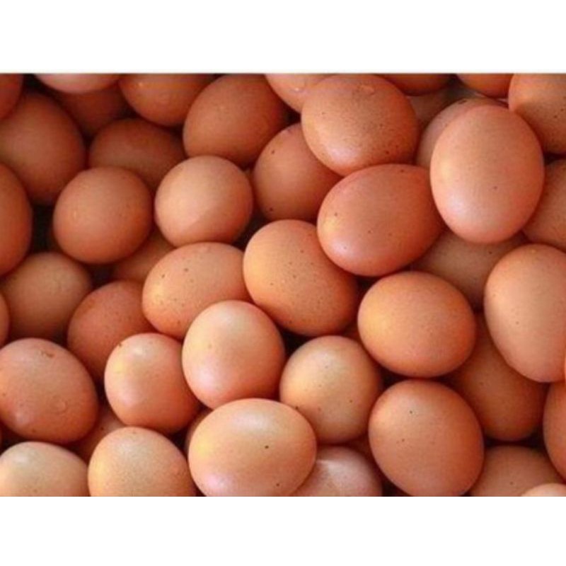 

Telur ayam negeri/horn