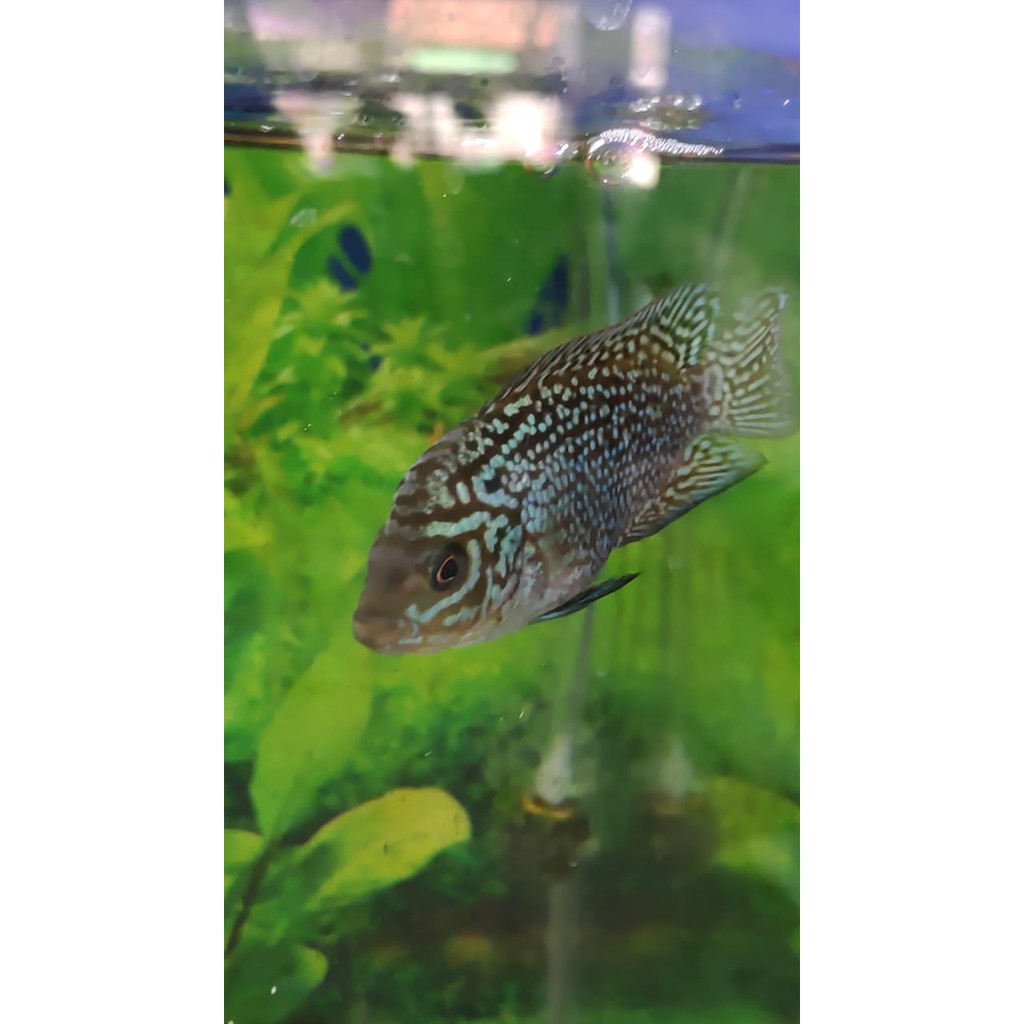 Ikan Louhan Kamfa F2 Gen Ori ukuran 5-6 cm