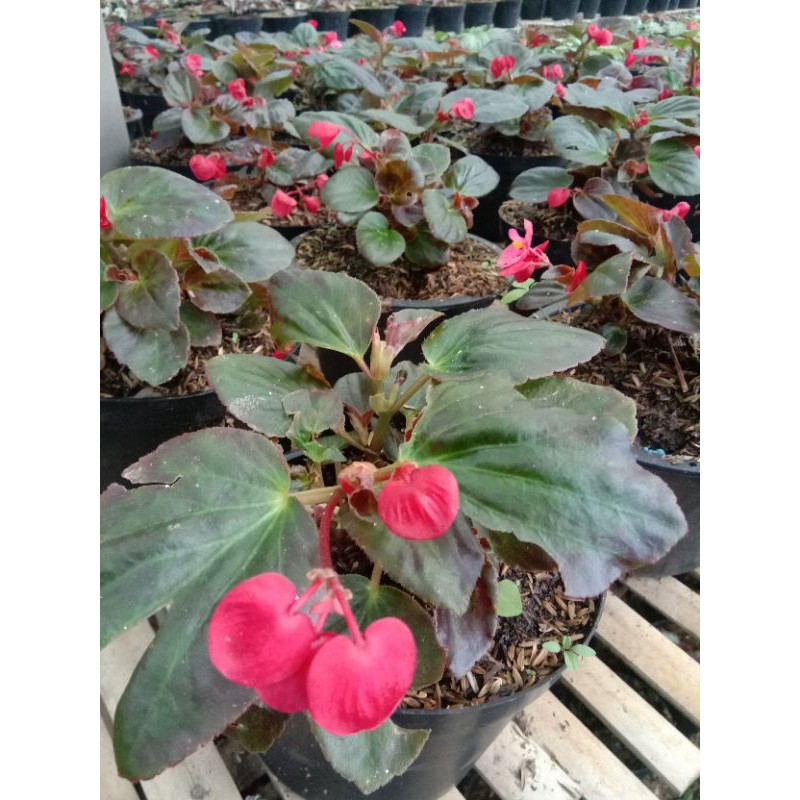 Tanaman hias begonia bunga mawar + pot