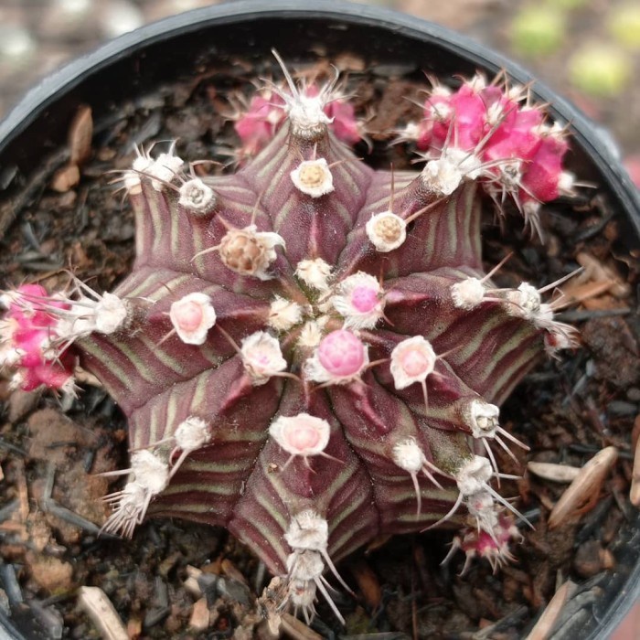 gymnocalycium siklam purple ownroot KAKTUS SUKULEN|TANAMAN HIAS