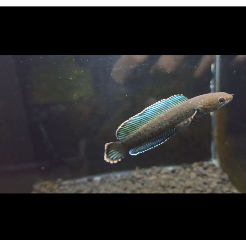 CHANA ANDRAO SIZE 9 CM GRADE A