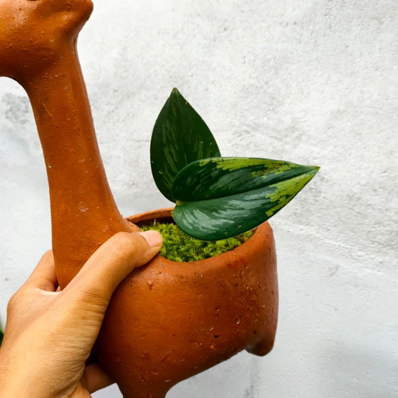 scindapsus Moonlight varigata