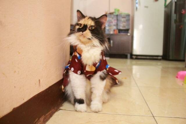 Dress hanbok kupu-kupu coklat lucu untuk kucing dan anjing size S M L XL / Baju kucing murah