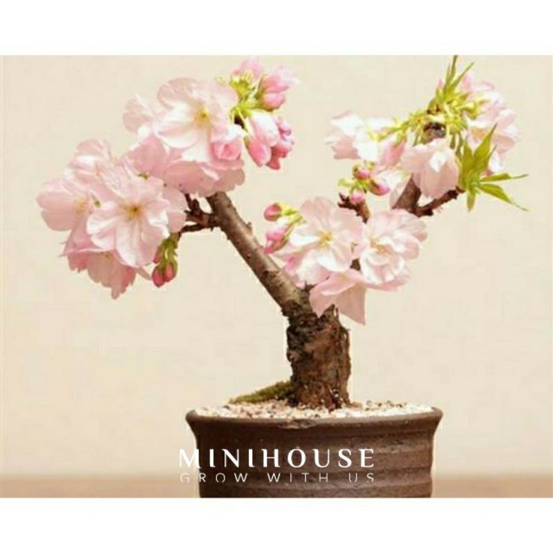 BIJI BENIH BONSAI SAKURA IMPORT