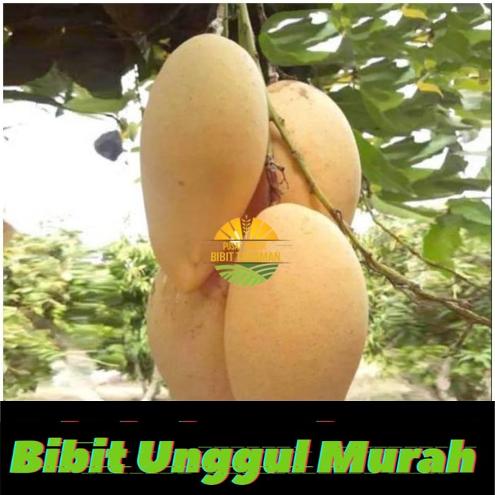 Bibit mangga namdokmai (golden)